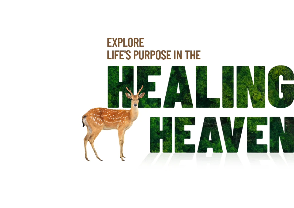 EXPLORE LIFE'S PURPOSE IN THE HEALING HEAVEN